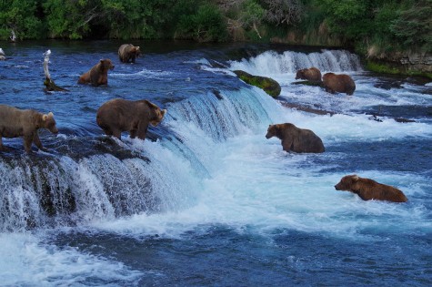 Brooks Falls Bears