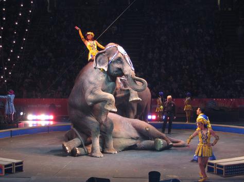 Ringling Bros. Say Goodbye to the Circus Scene After 146 Years