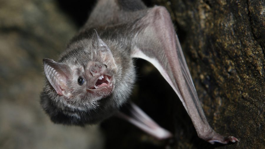 Vampire Bats in Brazil in Search of Human Blood