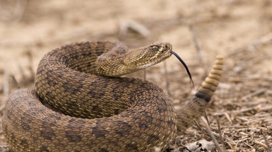 Bill Would Allow For Snakes And Rats To Be Shot In City Limits