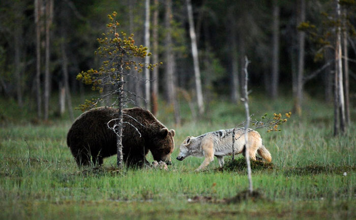 Congress Allows Hunters To Kill Hibernating Animals