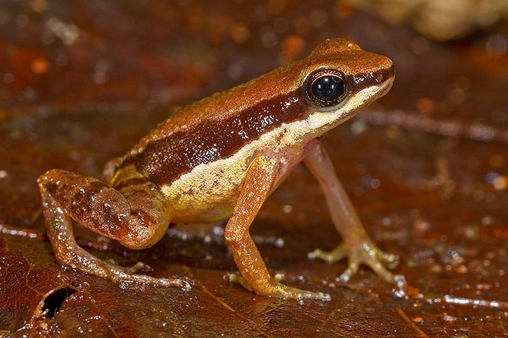 381 New Species Discovered in the Amazon Rainforest