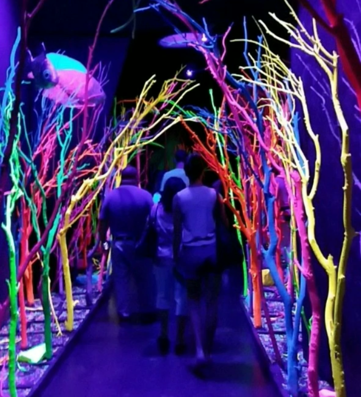 Meow Wolf: The Wierdest Place You'll Ever Go