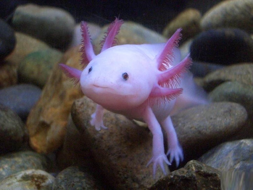 Weird Animals That You Should Totally Adopt