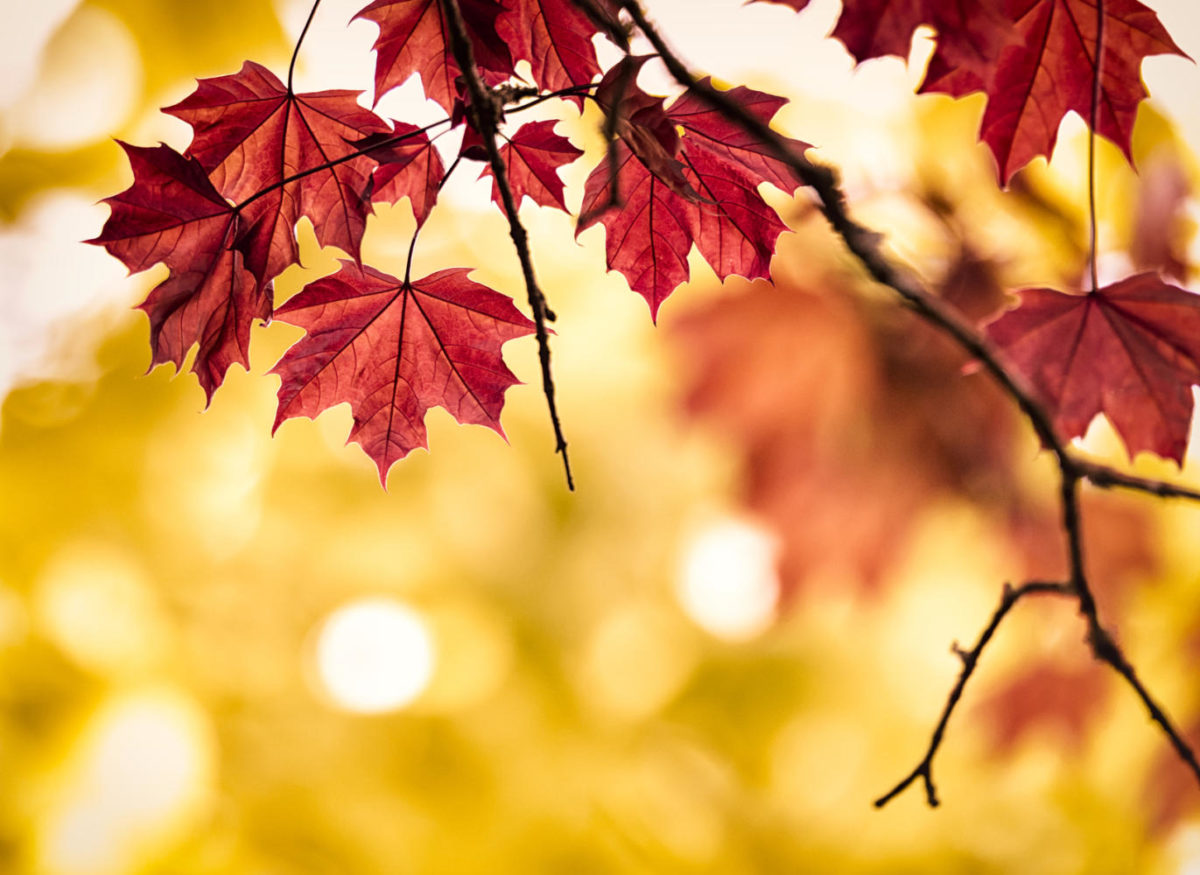 Red Maple leaves.