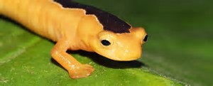 "Golden Wonder" Salamander Rediscovered