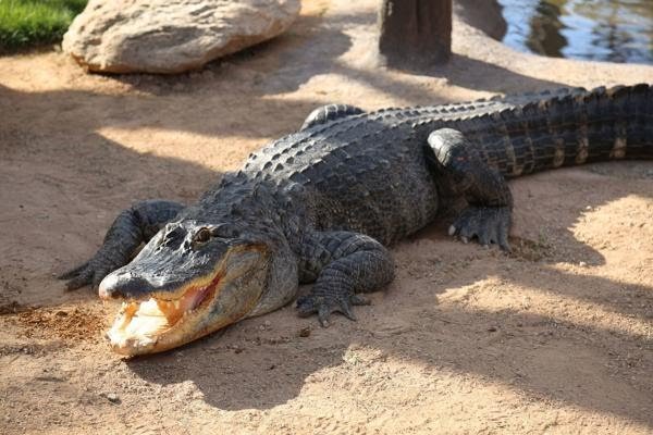 Reid Park Zoo Has a New Addition