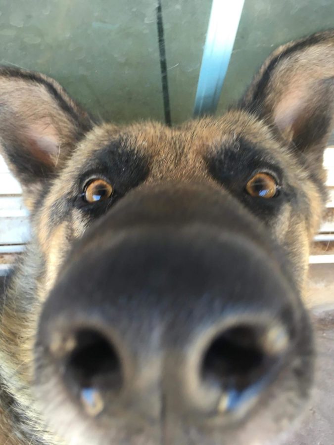 Life Saving Cancer Sniffing Dogs