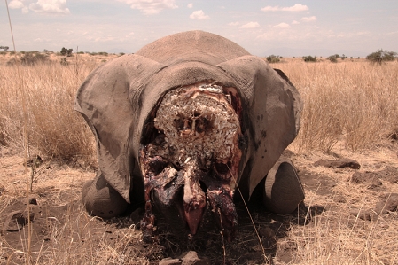 African Elephants Slaughtered in "Poaching Frenzy"