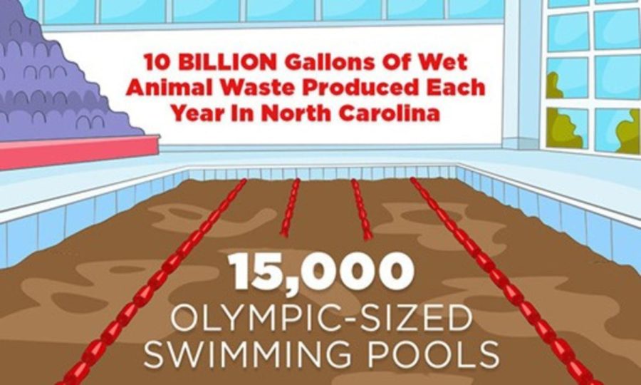 North Carolina's Pig Manure Flooding the State