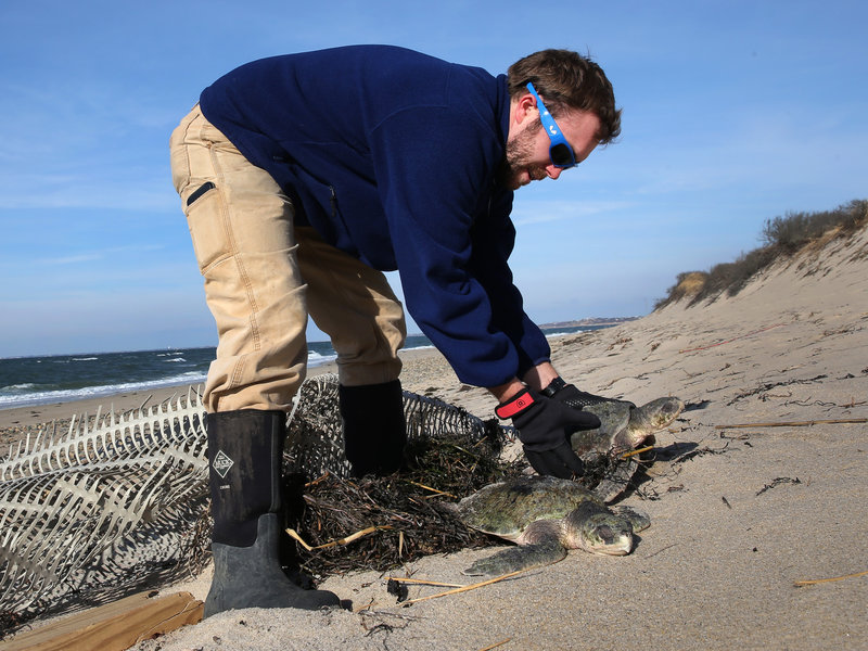 Frozen Sea Turtles Wash Up On Shores in Cape Cod Because of Cold Spell