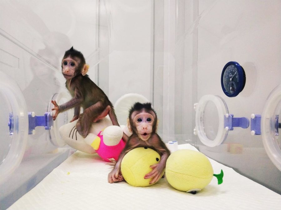 CHINESE SCIENTISTS CLONE MONKEYS. Scientists in China have successfully coned a long-tailed macaques using the same process they used to clone Dolly the sheep more than twenty years ago. The process in which they used is called somatic cell nuclear transfer (SCNT), which involves transferring the nucleus of a cell, which includes its DNA, into an egg which has had its nucleus removed. The two monkeys are now genetically identical and scientists believe they have "broken the barrier" in human cloning. "Zhong Zhong" and "Hua Hua" are the names of these monkeys. Which is which? Don't know, they kinda look...the same:) 