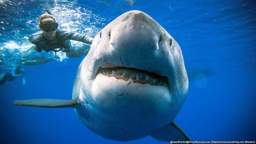 Divers Record Biggest Great White Shark So Far