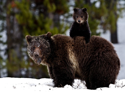 Toddler Survives Three Days Lost In Woods by Befriending a Bear