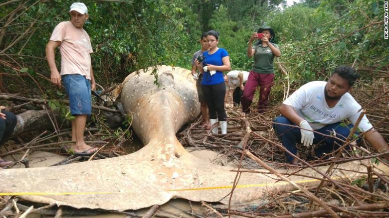 Whale In Brazilian Forest