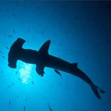 "Jawsome" Hammerhead Sharks