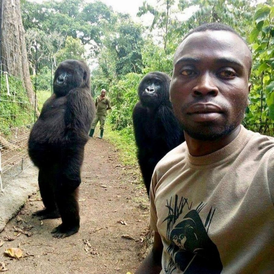 The Congo's Next TopModels Are Gorillas