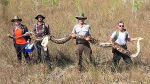 Record-Breaking Pregnant Python Killed