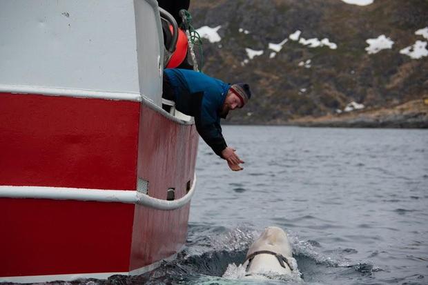 Is This Whale a Russian Spy?