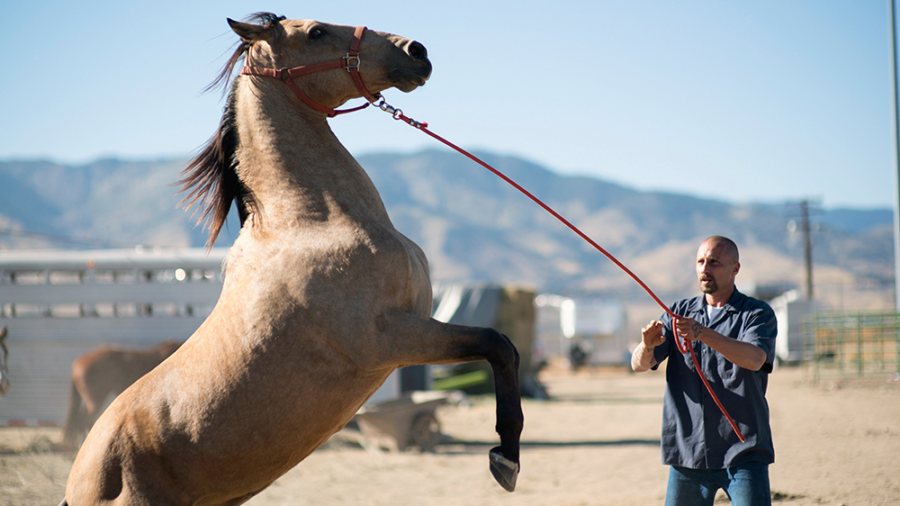 "The Mustang" Movie Review and Summary