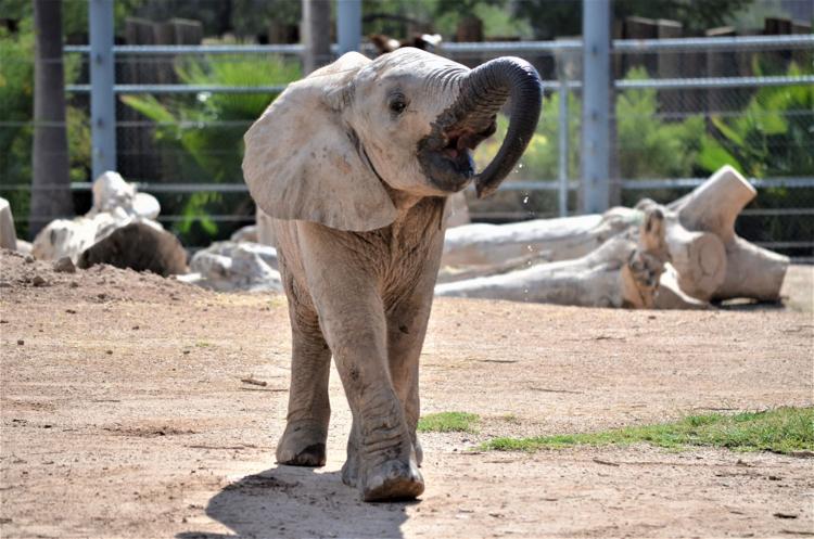 Adorable Baby Elephant Mapenzi Just Turned 1