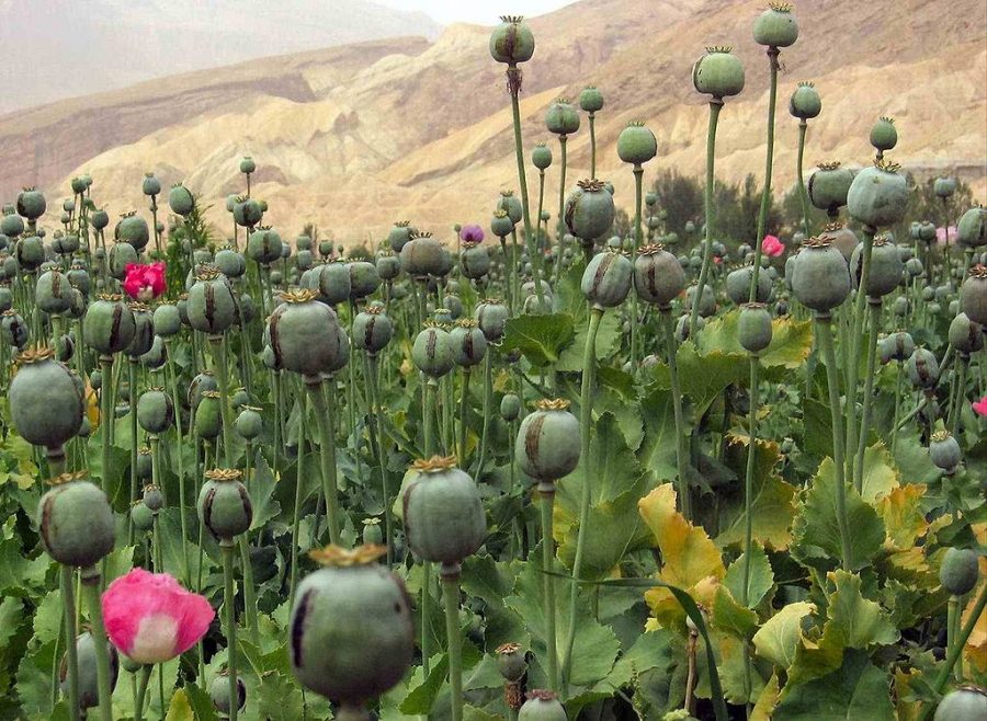 Opium poppies grown in Afghanistan.