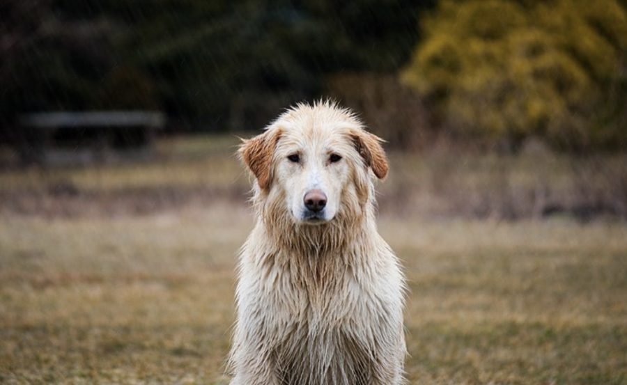 Protect Your Furry Friend During Monsoon