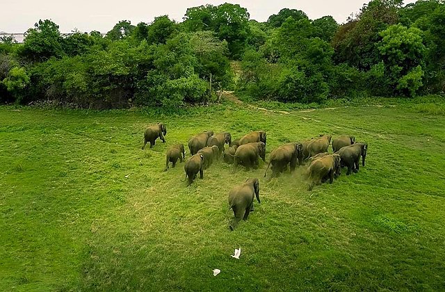 The Mystery Behind China's Wandering Elephants Finally Comes To Close