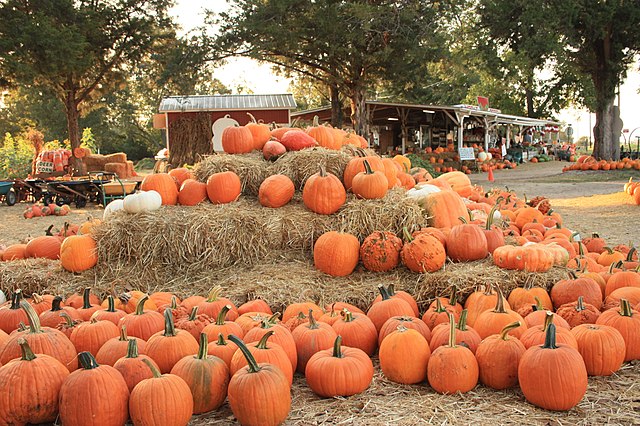 pumpkins