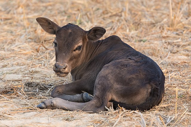 On December 9th, in Virginia, a cow that escaped ran right into a doctor's office through glass doors. Two cow catchers came to get the cow back and said it weighed 650 pounds.