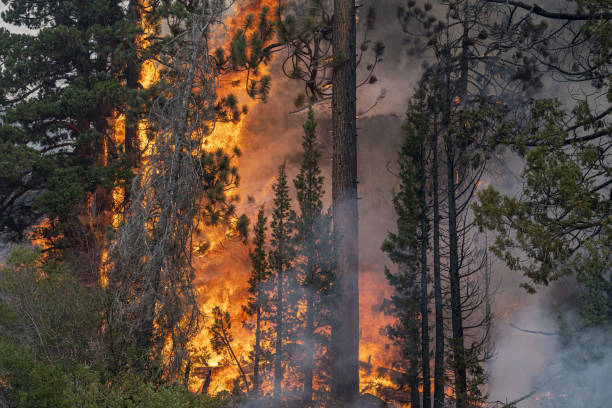 Trees on fire in a forest in California, U.S. Photographer: David Paul Morris/Bloomberg