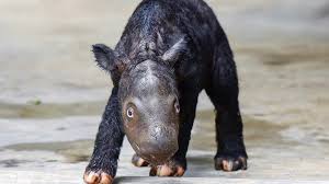 Endangered Sumatran Rhino Born in Asia