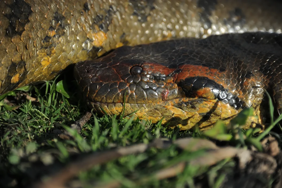 World's Largest Snake Found Dead