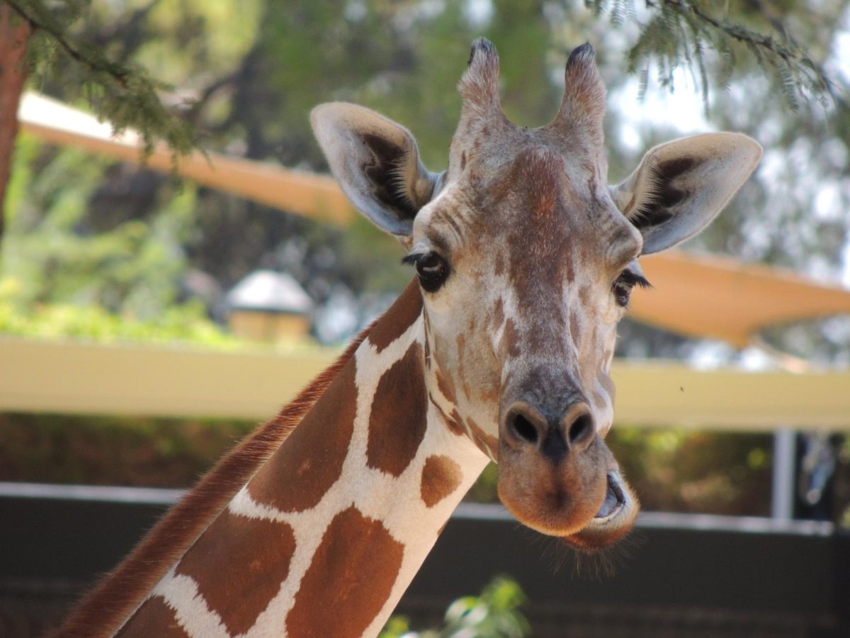 Do Zoos Actually Help Animals?