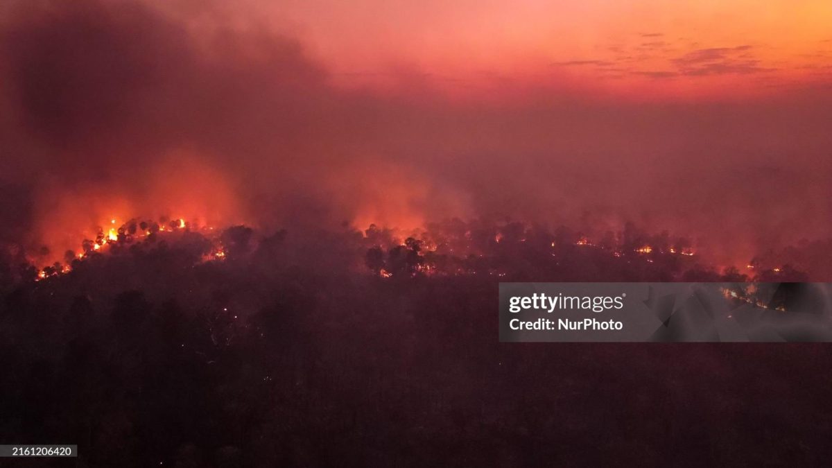 Earth's Lungs Are In Critical Condition