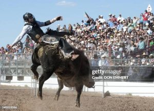 A bull rider is thrown in the air during the bull riding competition at the Tucson Rodeo La Fiesta De Los Vaqueros February 26, 2012 in Tucson, Arizona.    AFP PHOTO/DON EMMERT (Photo credit should read DON EMMERT/AFP via Getty Images)