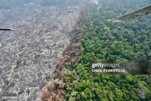 Combatting Against Deforestion of the Amazon Rainforest