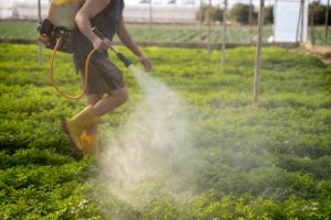 young farmer sprays his garden of fresh lettuce, cabbage and parsley against pests