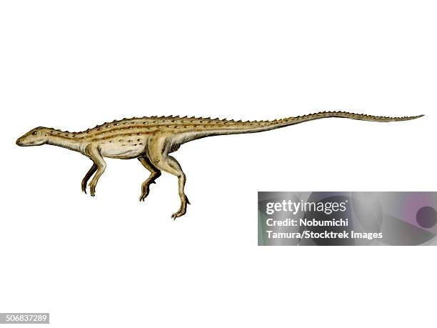 Wait, What Were the Scutellosaurus?