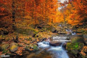 Stream in the Forest at autumn