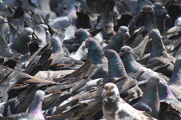 A group of pigeons is seen in Kolkata, India, on March 22, 2026. (Photo by Sudipta Das/NurPhoto via Getty Images)
