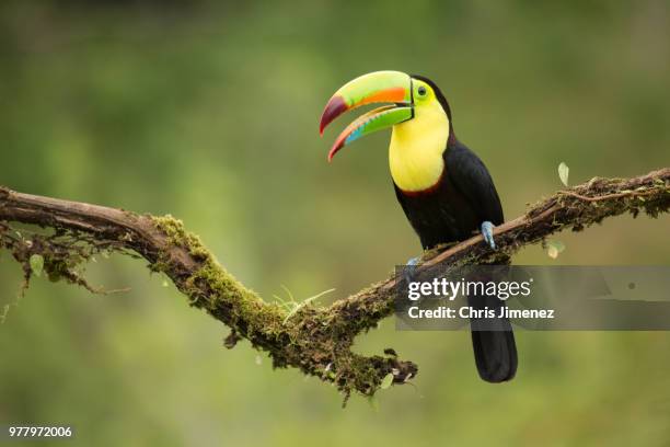 Keel-Billed Toucans Rescued From Trafficking